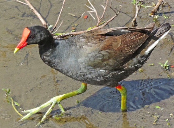 A Moor Hen testing the temperature of the water.