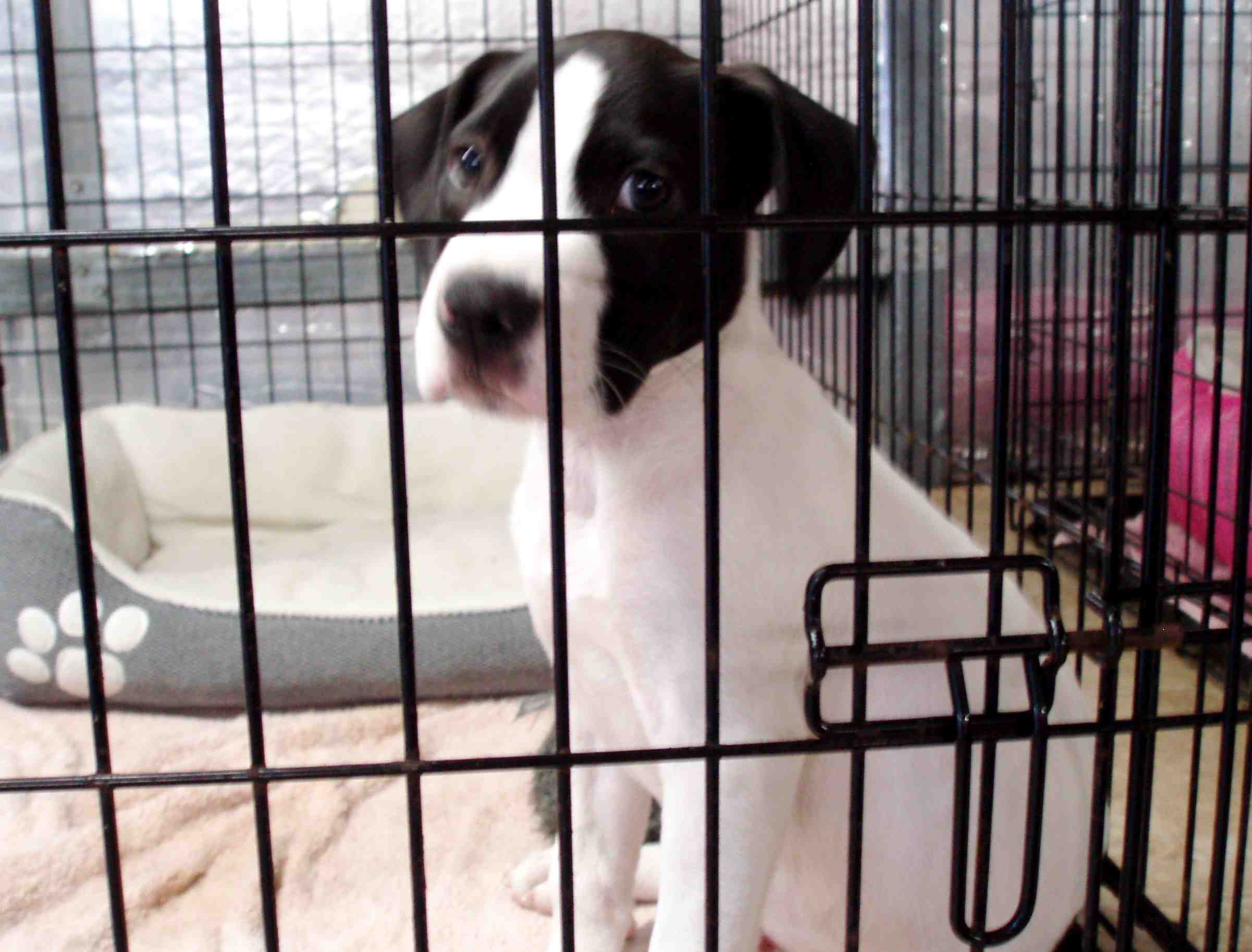 Sumter County Animal Services offers 10 good reasons to foster a dog or cat