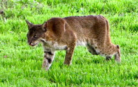 Villager Mary Grunewald shot this photo o a Bobcat in her backyard
