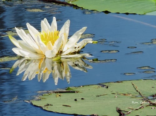 Water lilies are overtaking Lake Sumter