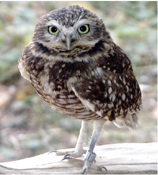 Florida Burrowing Owl