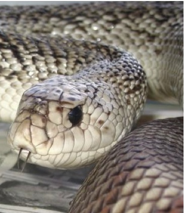 Florida Pine Snake