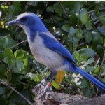 Florida Scrub Jay