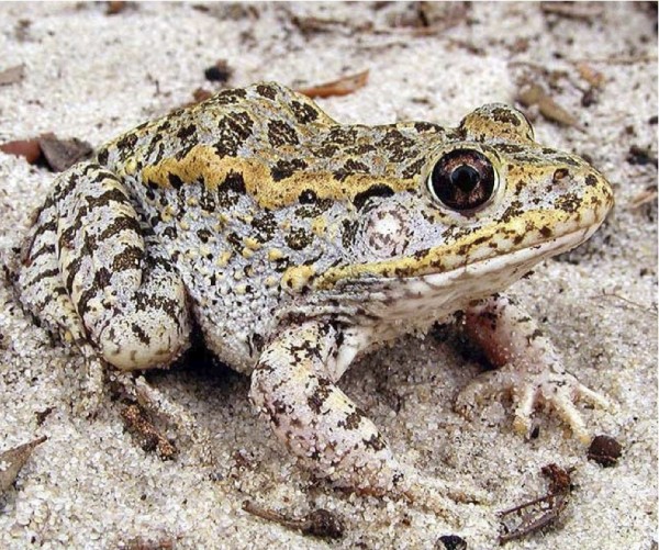 Gopher Frog
