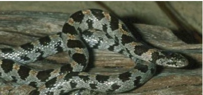 Short-tailed snake