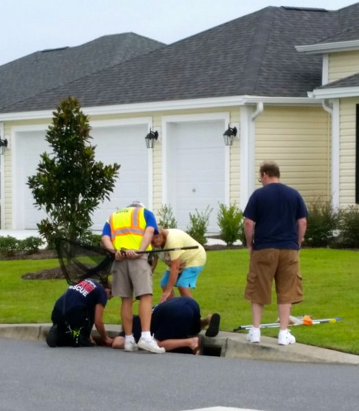 Duck rescue