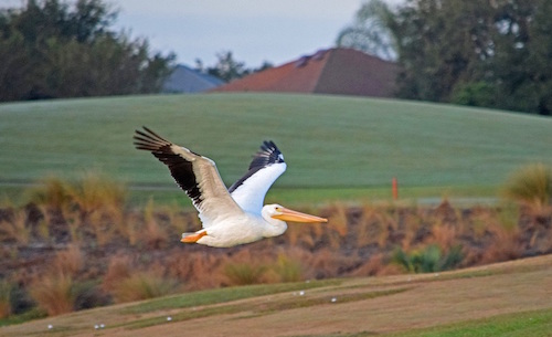 A White Pelican enjoying freedom of flight in The Villages