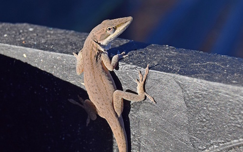 A curious gecko posing for humans in The Villages