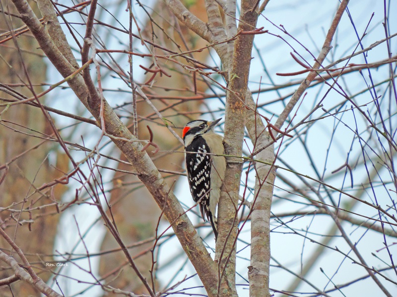 Ron Clark - A young red-bellied woodpecker holds onto the tree tightly