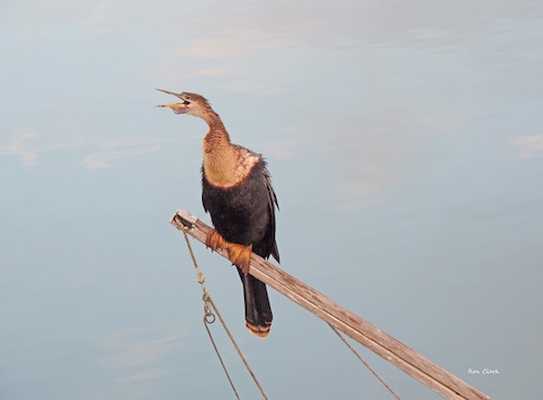 A vocal Anhinga at Lake Sumter Landing in The Villages