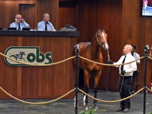 A colt of Tiznow sold for a stunning $2.45 at the Ocala Breeders' Sales April Sale.