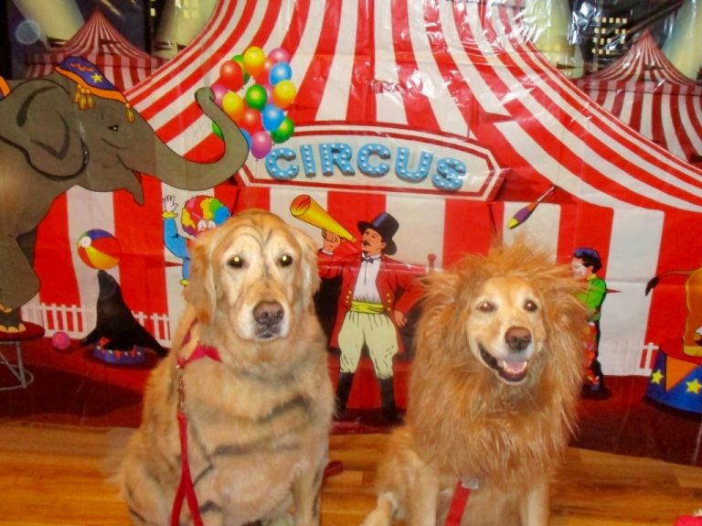 Dynamic Dog Club’s canine circus puts on wild show for Bonny Belles Social Club