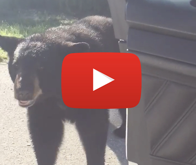 Video of close encounter with bear serves as a reminder to show them respect