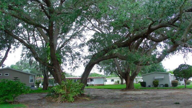 Historic trees to be spared at site of new home in The Villages