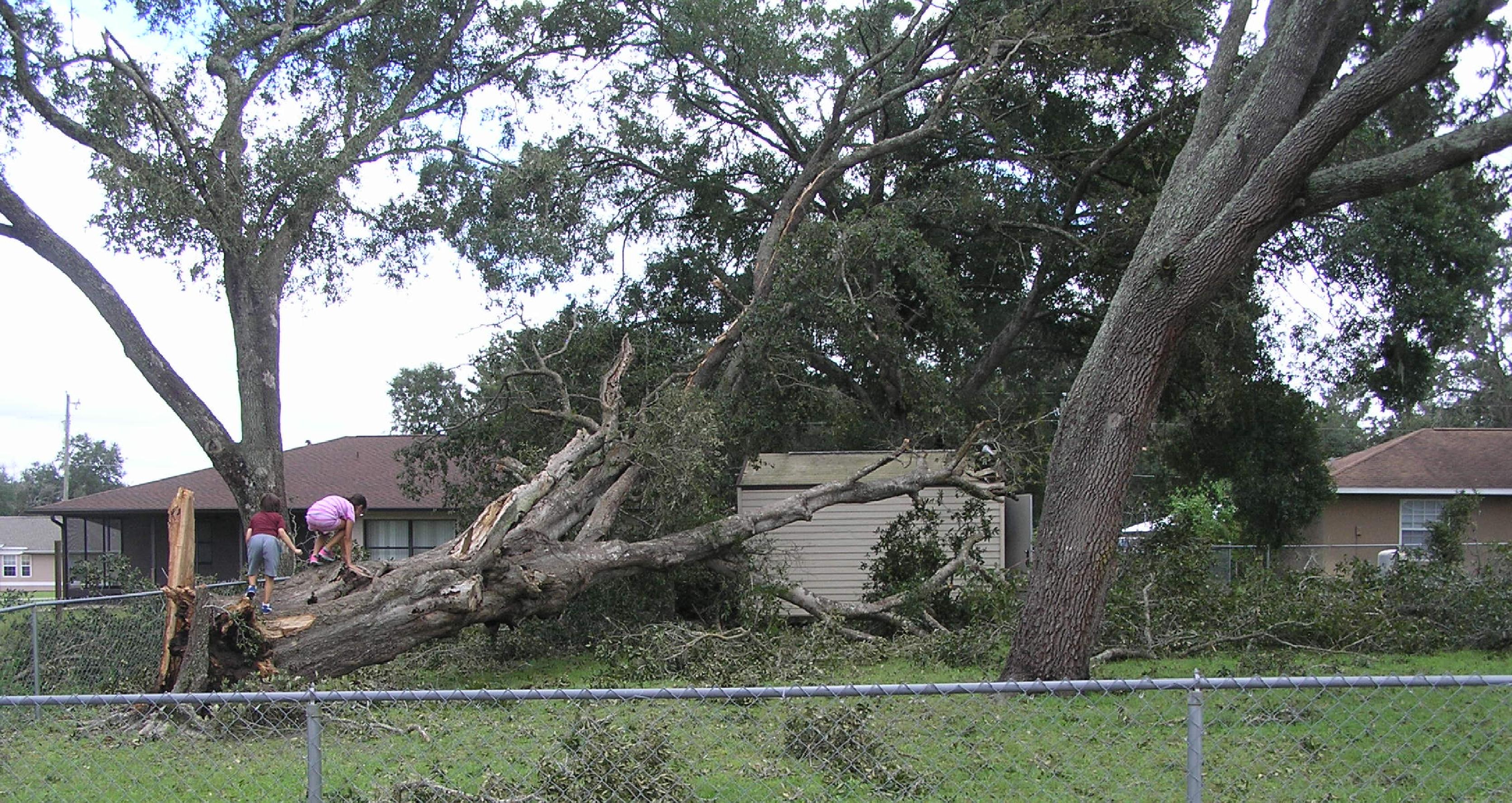 Tree on top of home at 156th Place in Summerfield