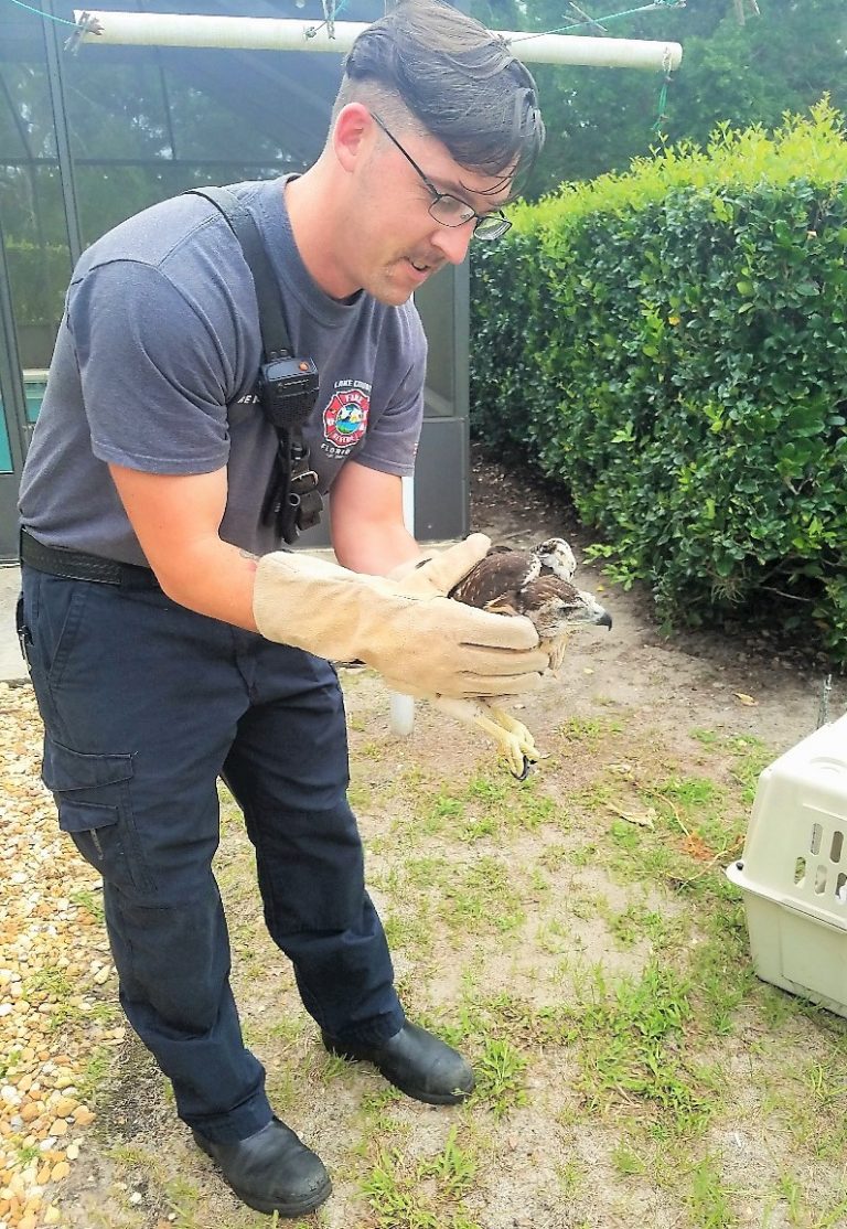 Lake County firefighters rescue malnourished red-tail hawk
