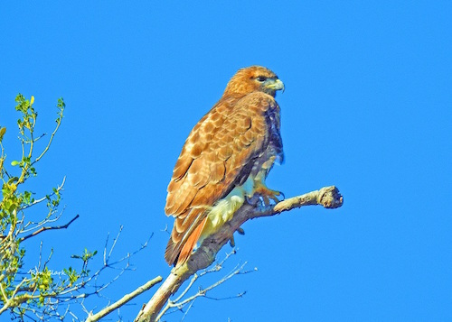 A Red-tailed Hawk searching for food in The Villages