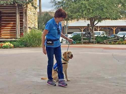 Training a future guide dog at Brownwood Paddock Square