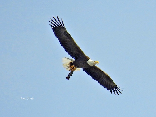 A Bald Eagle flying with breakfast in The Villages