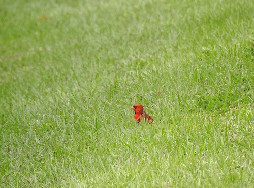 A Male Northern Cardinal in The Villages