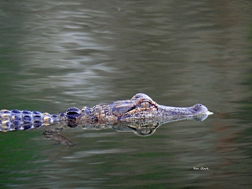 A small alligator enjoying a swim in The Villages