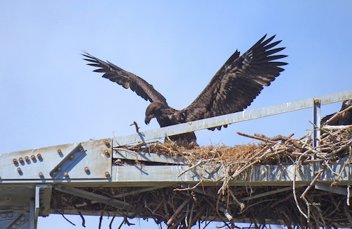An eaglet flexes its wings in The Villages