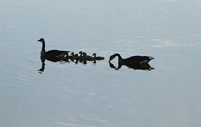 Family Of Ducks Spotted In The Villages Villages News