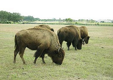 Villages 101: Why did the buffalo disappear from The Villages?