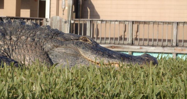 District official explains decision to move Larry the Alligator out of Brownwood pond