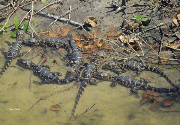 Baby gators spotted near mom in The Villages.