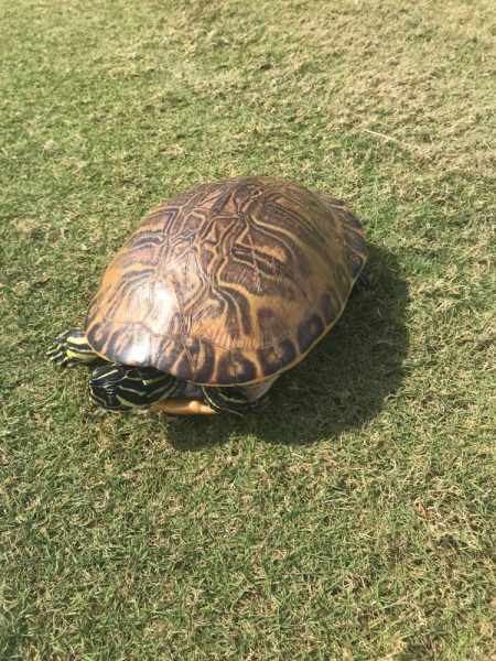 A turtle was out for a stroll at Evan's Prairie Golf Course