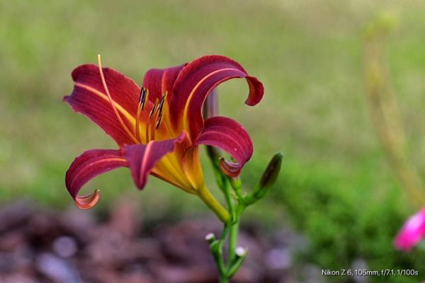 Daylilies blooming in The Villages