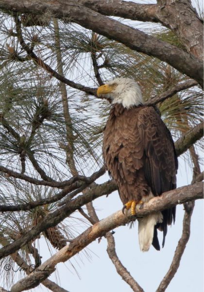 Bald eagle in The Villages