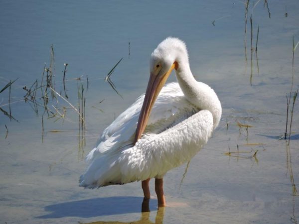 White American pelican spotted in The Villages