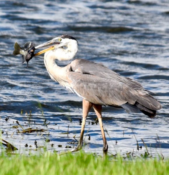 Blue heron with a fish