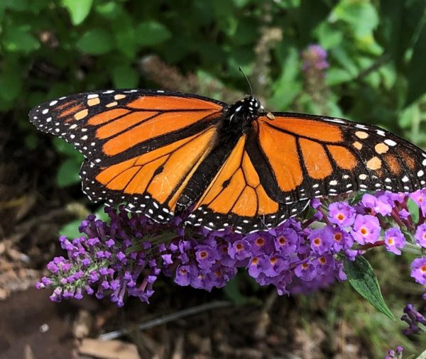 Monarch resting on flowers