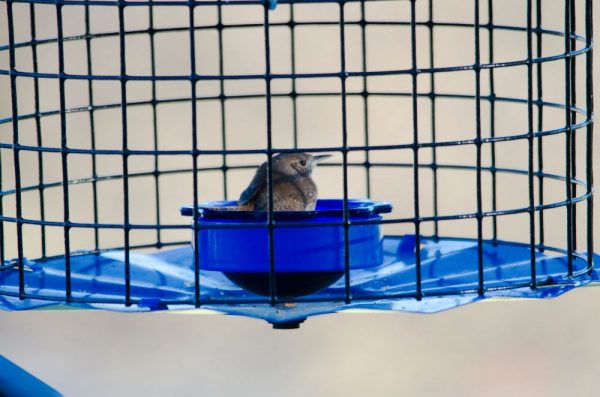 House wren spotted in The Villages