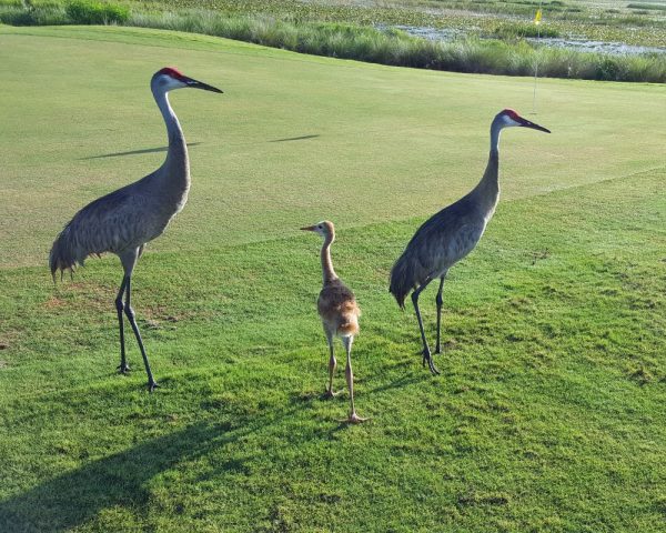 Sandhill crane family on Mangrove Goff Course