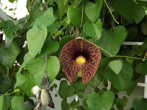 Dutchman's pipe vine growing in The Villages