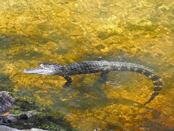 Alligator at Fenney Nature Trail