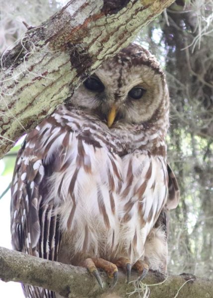 Barred owl in The Villages