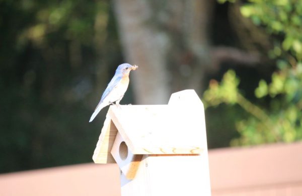 Bluebird in The Villages