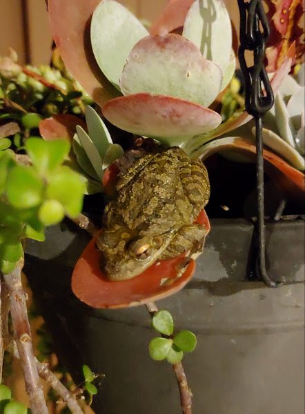 Frog napping on a flapjack succulent