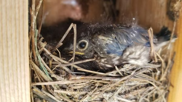 Baby bluebird in The Villages