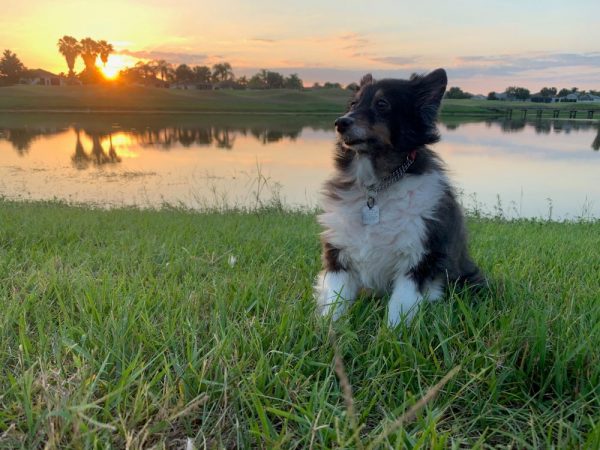 Sheltie posing for sunset photo in The villages