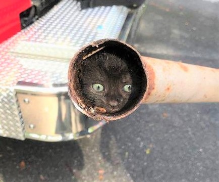 Villages firefighters swing into action to rescue kitten trapped in small pipe