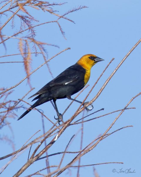 Yellow-headed blackbird spotted in The Villages