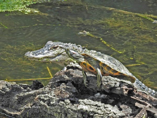 Alligator and turtle spotted in The Villages