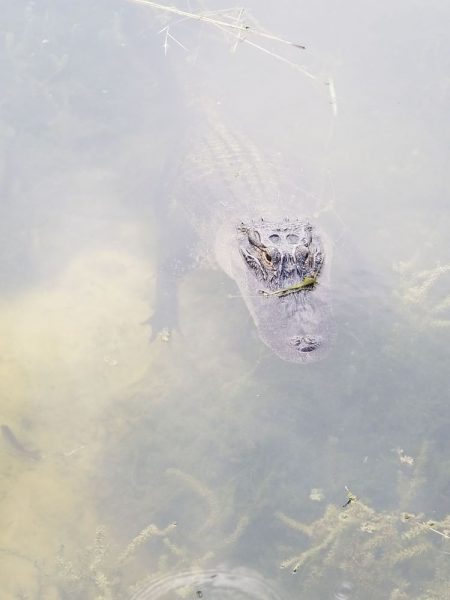 Alligator at Lake Sumter Landing