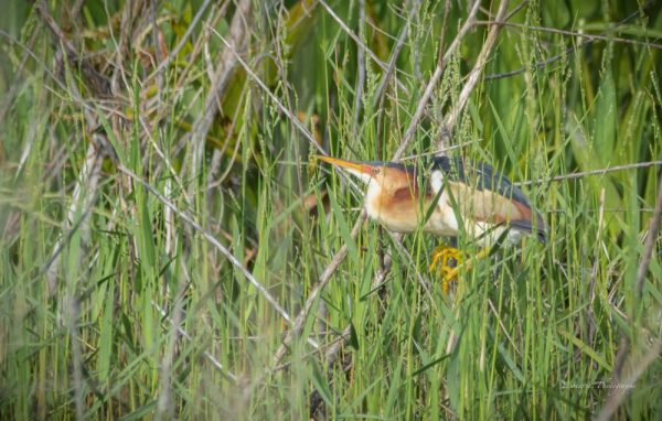 Least bittern spotted in The Villages